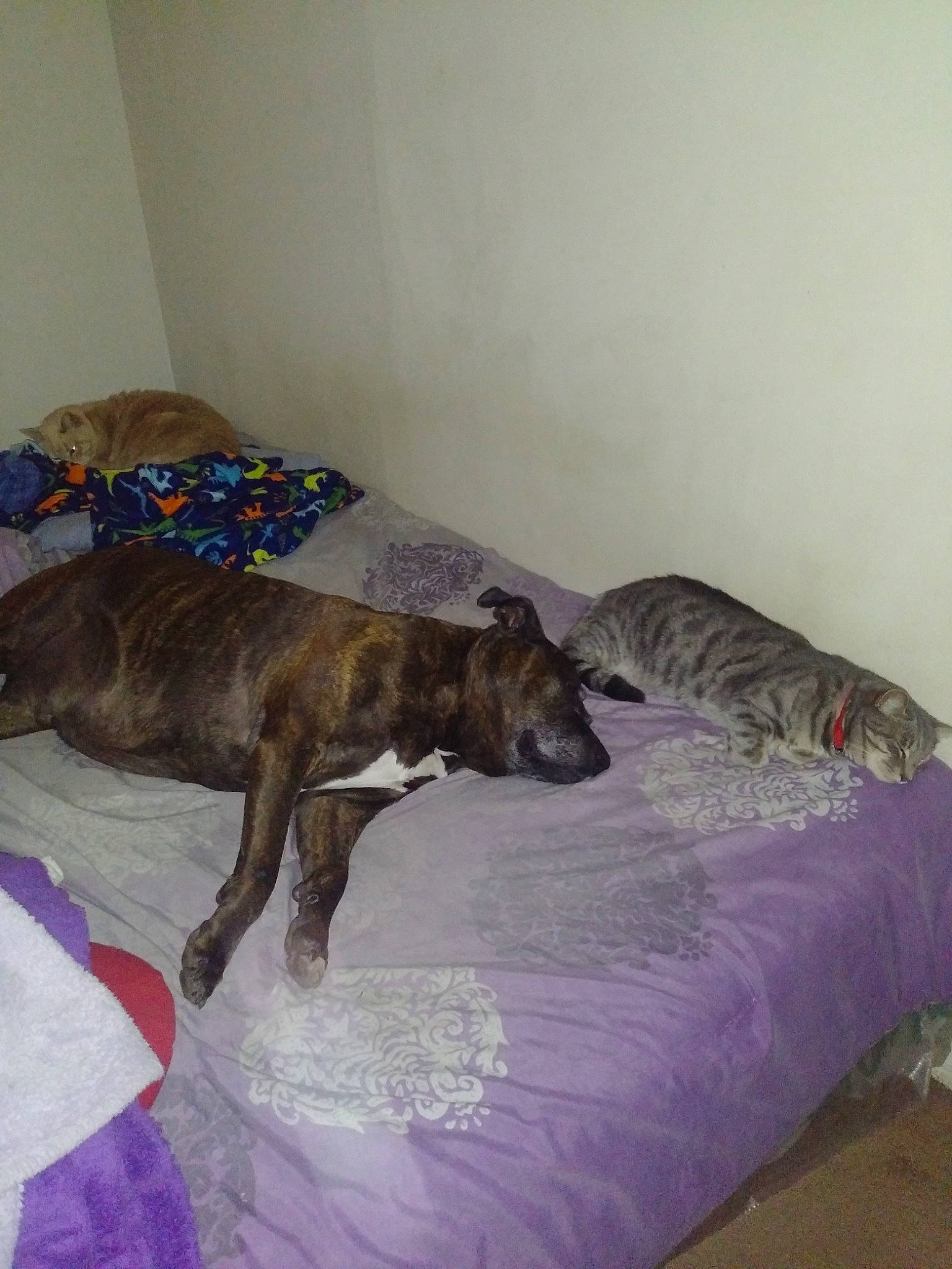 Max joined the competition — help win amazing prizes! bed, bed_sheet, bedding, canidae, carnivore, comfort, companion_dog, dog, dog_breed, fawn, floor, flooring, hardwood, linens, room, sporting_group, terrestrial_animal, treeing_tennessee_brindle, wood, working_animal