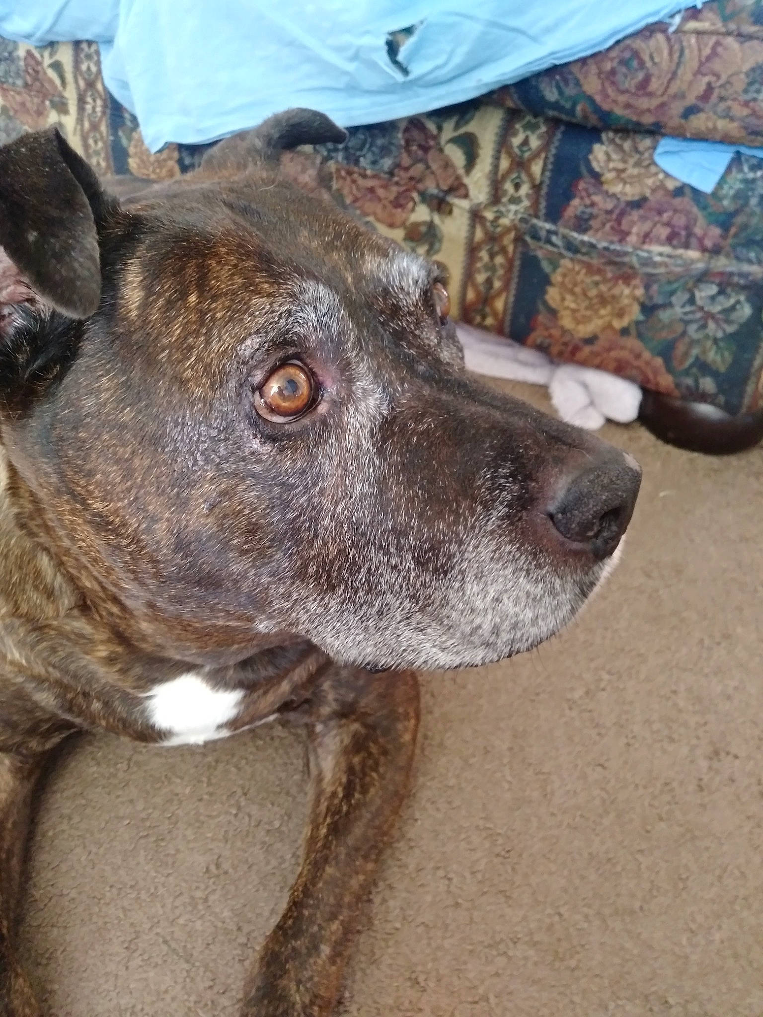 Max is registered to the contest to win money with this photo: ancient_dog_breeds, bag, canidae, carnivore, collar, companion_dog, dog, dog_breed, dog_collar, fawn, fur, non_sporting_group, snout, sporting_group, street_dog, terrestrial_animal, treeing_tennessee_brindle, whiskers, working_animal, working_dog