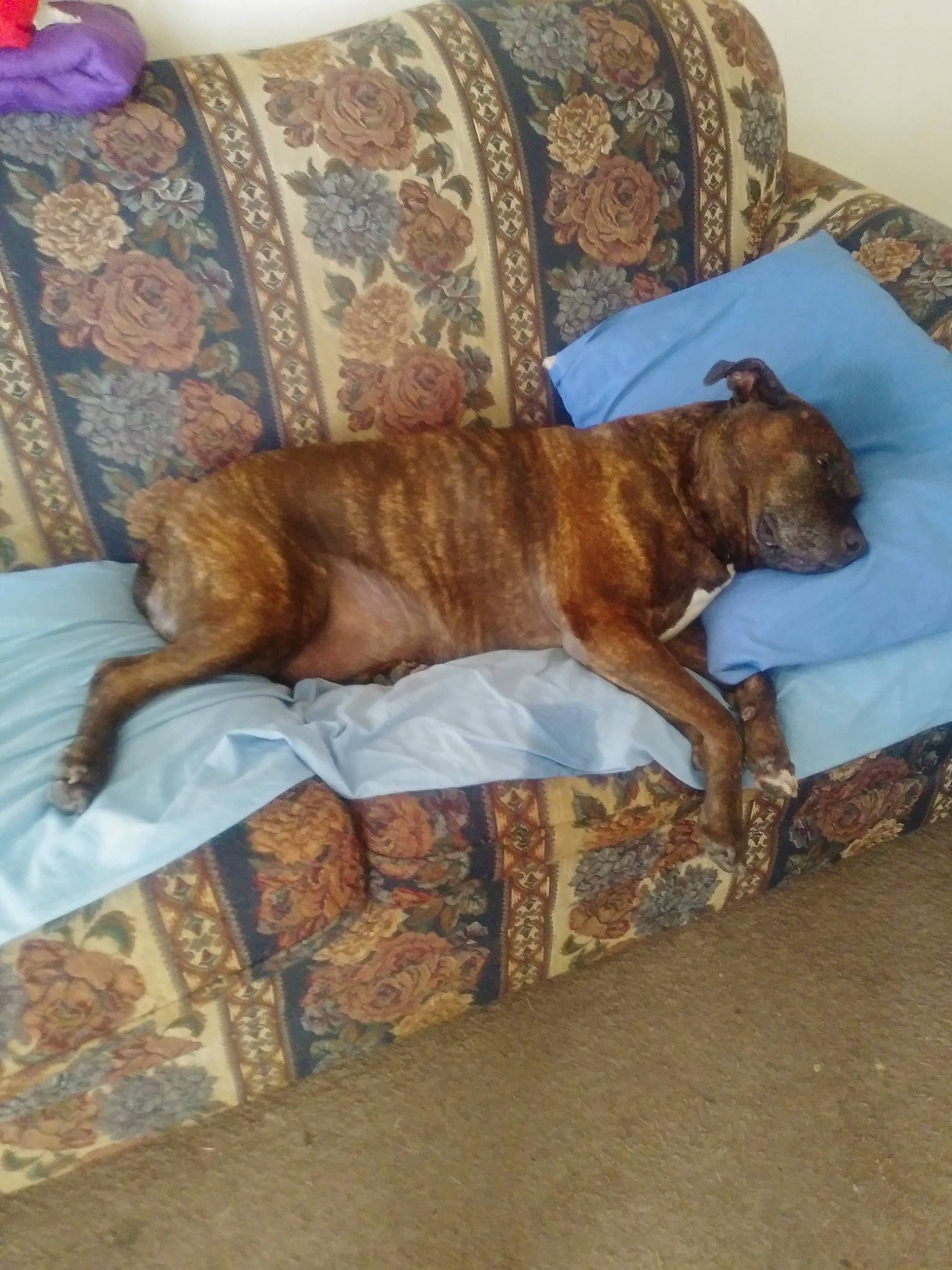 Max is registered to the contest to win money with this photo: brown, canidae, carnivore, comfort, companion_dog, couch, dog, dog_breed, fawn, felidae, flooring, fur, furniture, hardwood, linens, liver, room, sporting_group, tail, wood