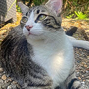 Zora a rejoint le concours — aidez-le/la à gagner de superbes lots ! animal, cat, closeup, daylight, ears, feline, fur, green_eyes, ground, mammal, nature, outdoor, pebbles, pet, portrait, relaxing, resting, sunlight, tabby, whiskers