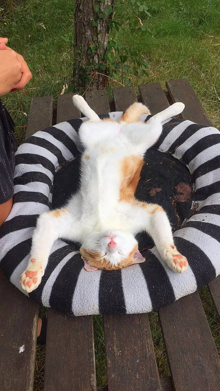 Bbchat a rejoint le concours — aidez-le/la à gagner de superbes lots ! canidae, carnivore, cat, chair, claw, comfort, companion_dog, dog_breed, domestic_short_haired_cat, fawn, felidae, fur, grass, paw, plant, small_to_medium_sized_cats, sporting_group, tail, whiskers