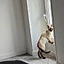 animal, bed, blanket, cat, cord, curious, daylight, flooring, hind_legs, indoor, light, looking_outside, minimalist, pet, siamese_cat, standing, striped, white_wall, window, wooden_floor