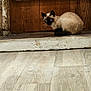 Arlo a rejoint le concours — aidez-le/la à gagner de superbes lots ! animal, beige, blue_eyes, brown, carpet, cat, cozy, curious, feline, floor, home, indoor, pet, rustic, siamese_cat, sitting, step, stone_wall, texture, wooden_door