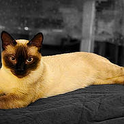 Arlo participe au concours pour gagner de l'argent avec cette photo : cat, siamese_cat, animal, pet, feline, lying_down, relaxed, indoor, bed, blanket, fur, ears, whiskers, paws, portrait, closeup, domestic_animal, cute, resting, soft_light
