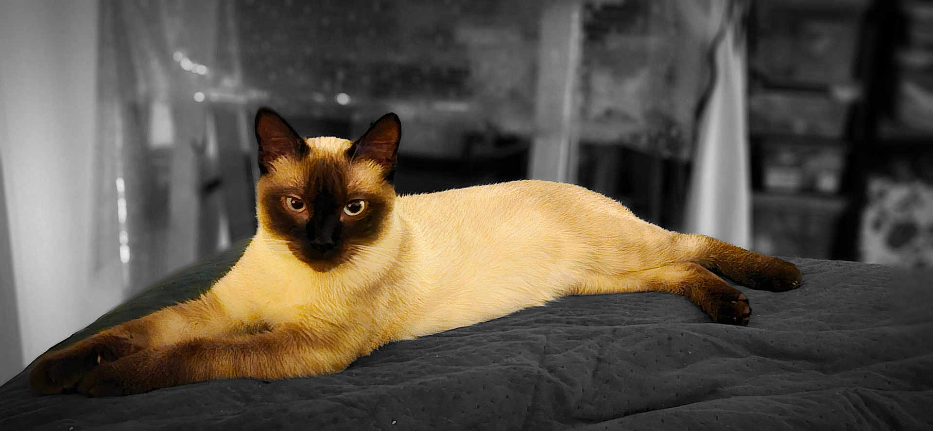 Arlo participe au concours pour gagner de l'argent avec cette photo : cat, siamese_cat, animal, pet, feline, lying_down, relaxed, indoor, bed, blanket, fur, ears, whiskers, paws, portrait, closeup, domestic_animal, cute, resting, soft_light