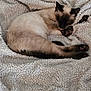 animal, bed, blanket, cat, comfort, cozy, cute, fur, furry, home, indoor, pattern, paw, pet, relax, resting, siamese_cat, sleeping, soft, texture