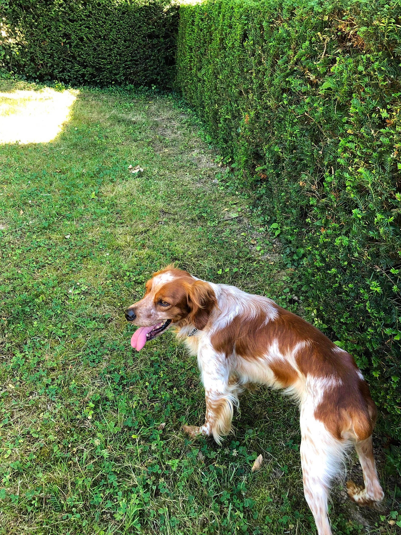 Lasco participe au concours pour gagner de l'argent avec cette photo : borzoi, canidae, carnivore, companion_dog, dog, dog_breed, fawn, grass, irish_red_and_white_setter, kooikerhondje, mammal, rare_breed_dog, spaniel, sporting_group, vertebrate, welsh_springer_spaniel