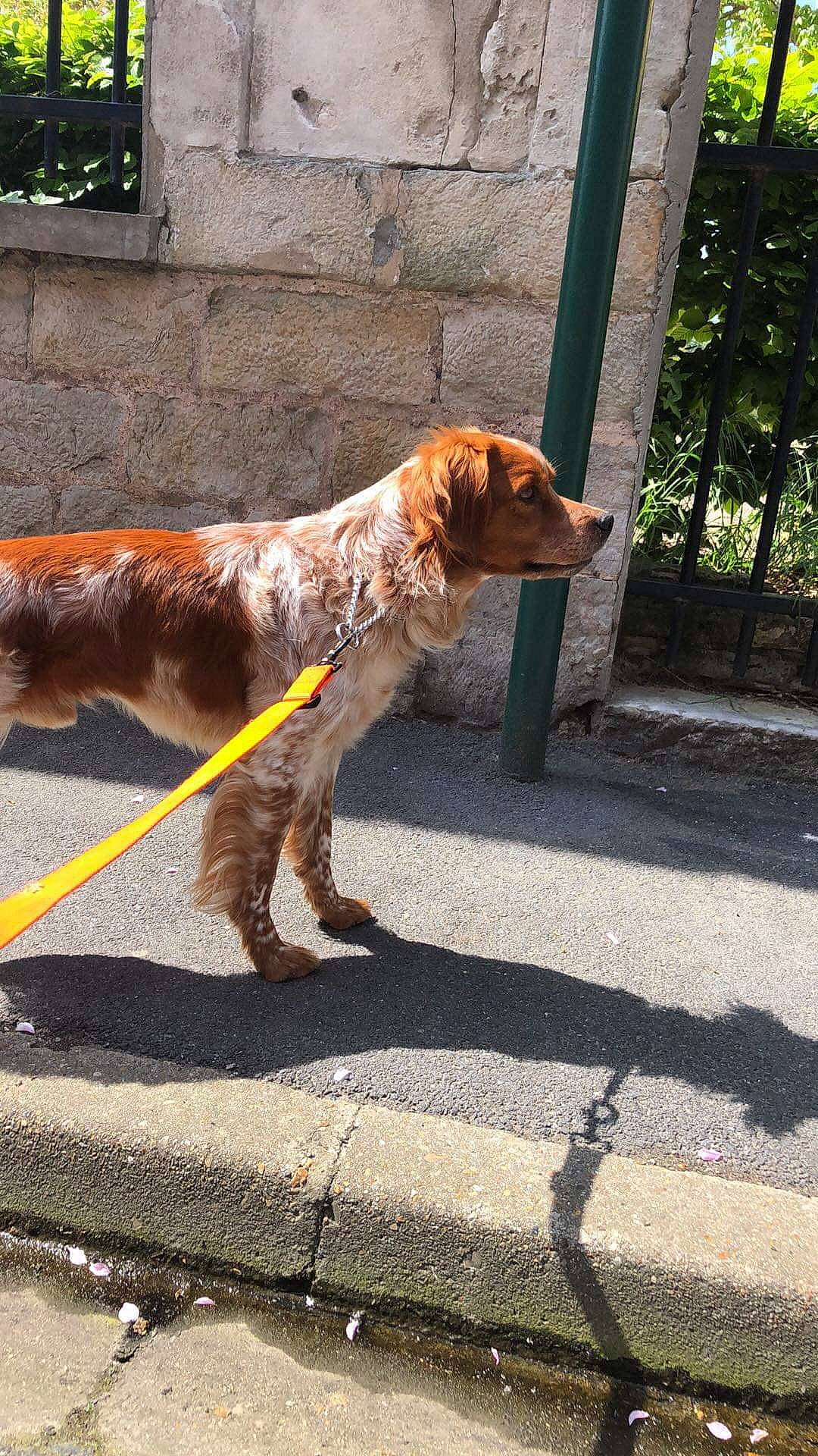 Lasco participe au concours pour gagner de l'argent avec cette photo : canidae, carnivore, companion_dog, dog, dog_breed, english_cocker_spaniel, fawn, irish_setter, liver, mammal, rare_breed_dog, setter, spaniel, sporting_group, tail, vertebrate