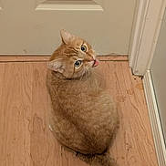 Beans joined the competition — help win amazing prizes! animal, cat, cute, domestic_cat, door, ears, feline, floor, fur, ginger_cat, home, indoor, looking_back, mischievous, pet, playful, tail, tongue_out, whiskers, wood_floor