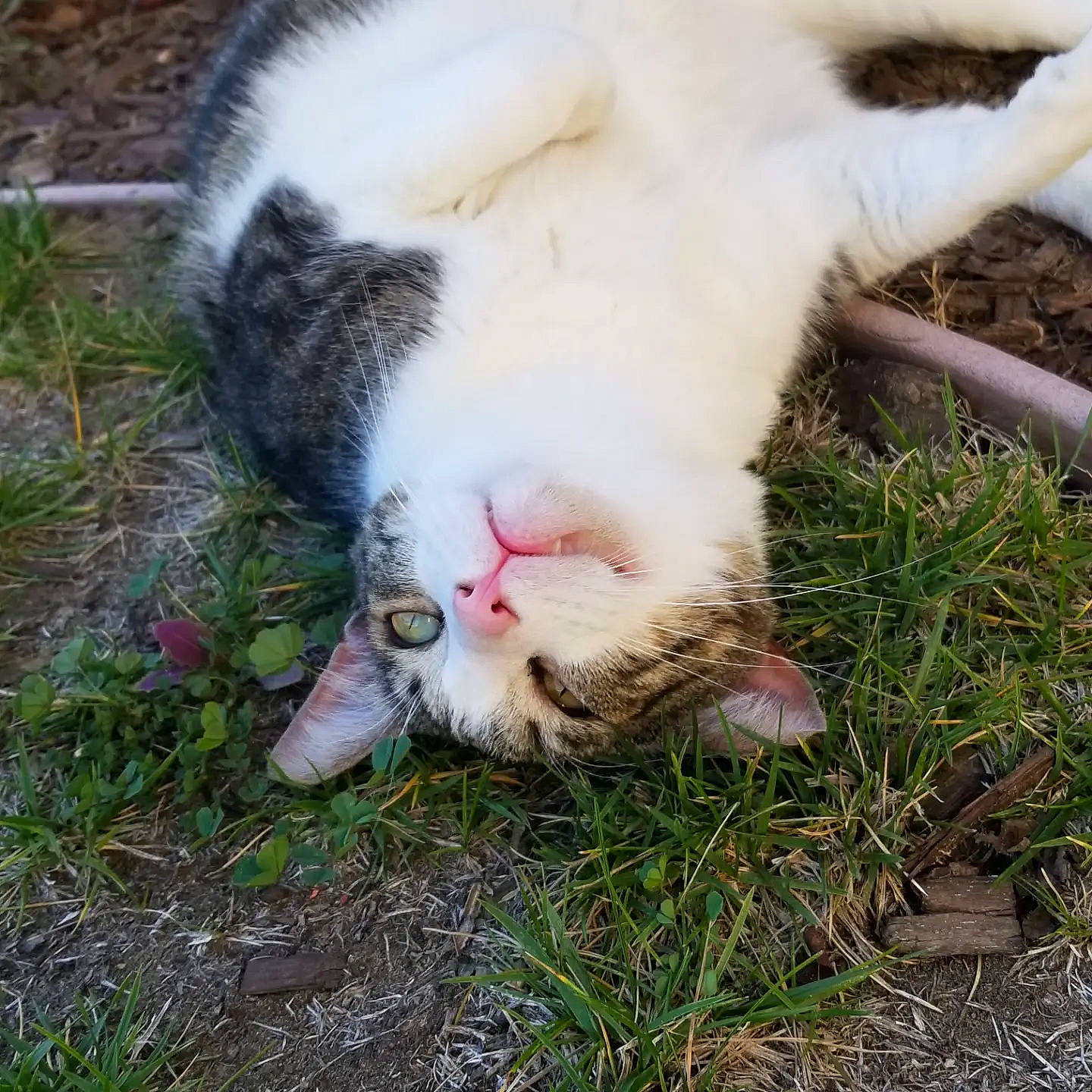 Little Foot joined the competition — help win amazing prizes! canidae, carnivore, cat, collar, dog_breed, domestic_short_haired_cat, fawn, felidae, fur, grass, livestock, pasture, paw, plant, small_to_medium_sized_cats, snout, sporting_group, tail, terrestrial_animal, whiskers