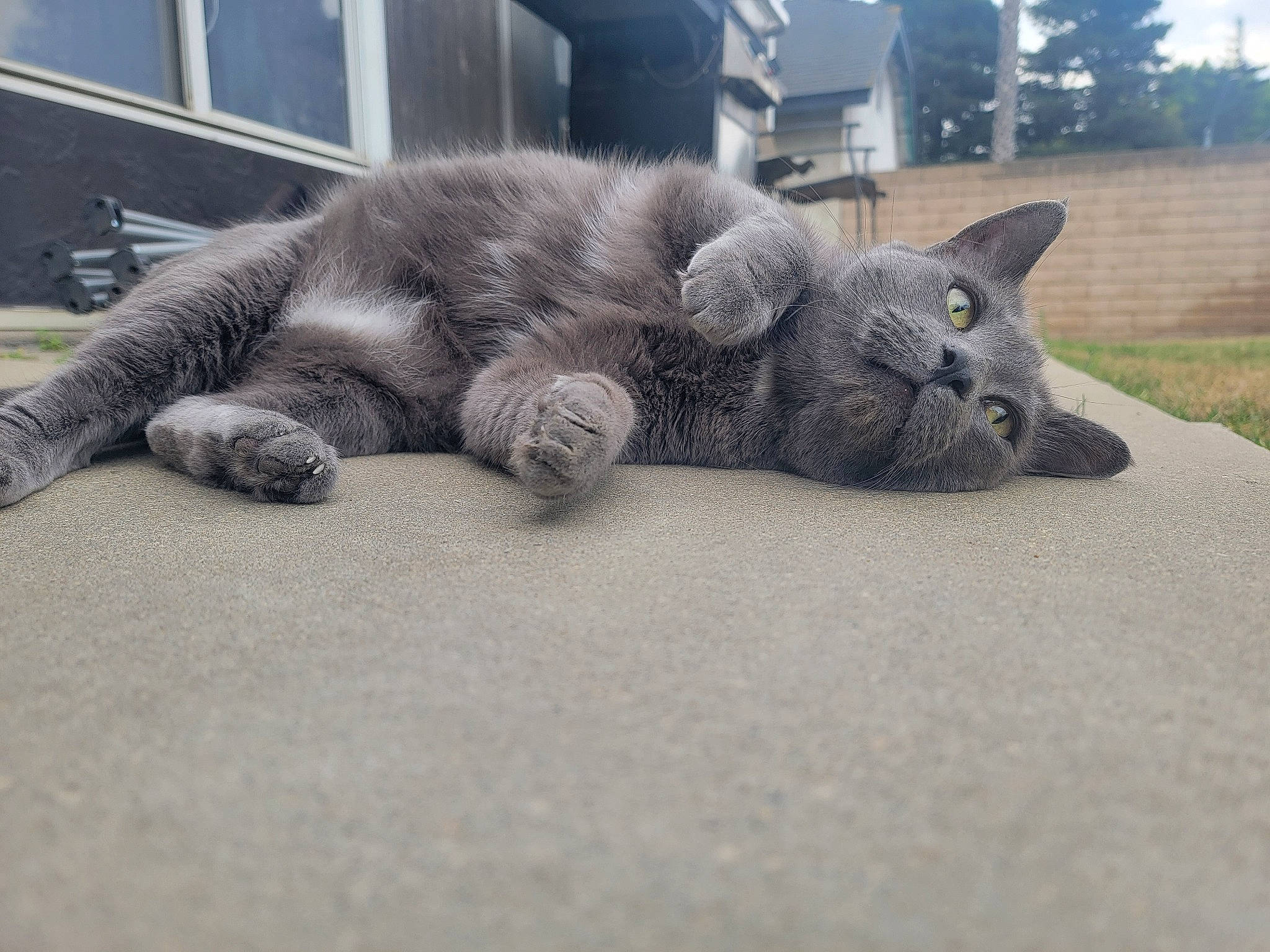 Monster is registered to the contest to win money with this photo: asphalt, automotive_tire, canidae, carnivore, cat, comfort, dog_breed, domestic_short_haired_cat, felidae, fur, grey, paw, plant, road_surface, small_to_medium_sized_cats, snout, tail, tree, whiskers, window