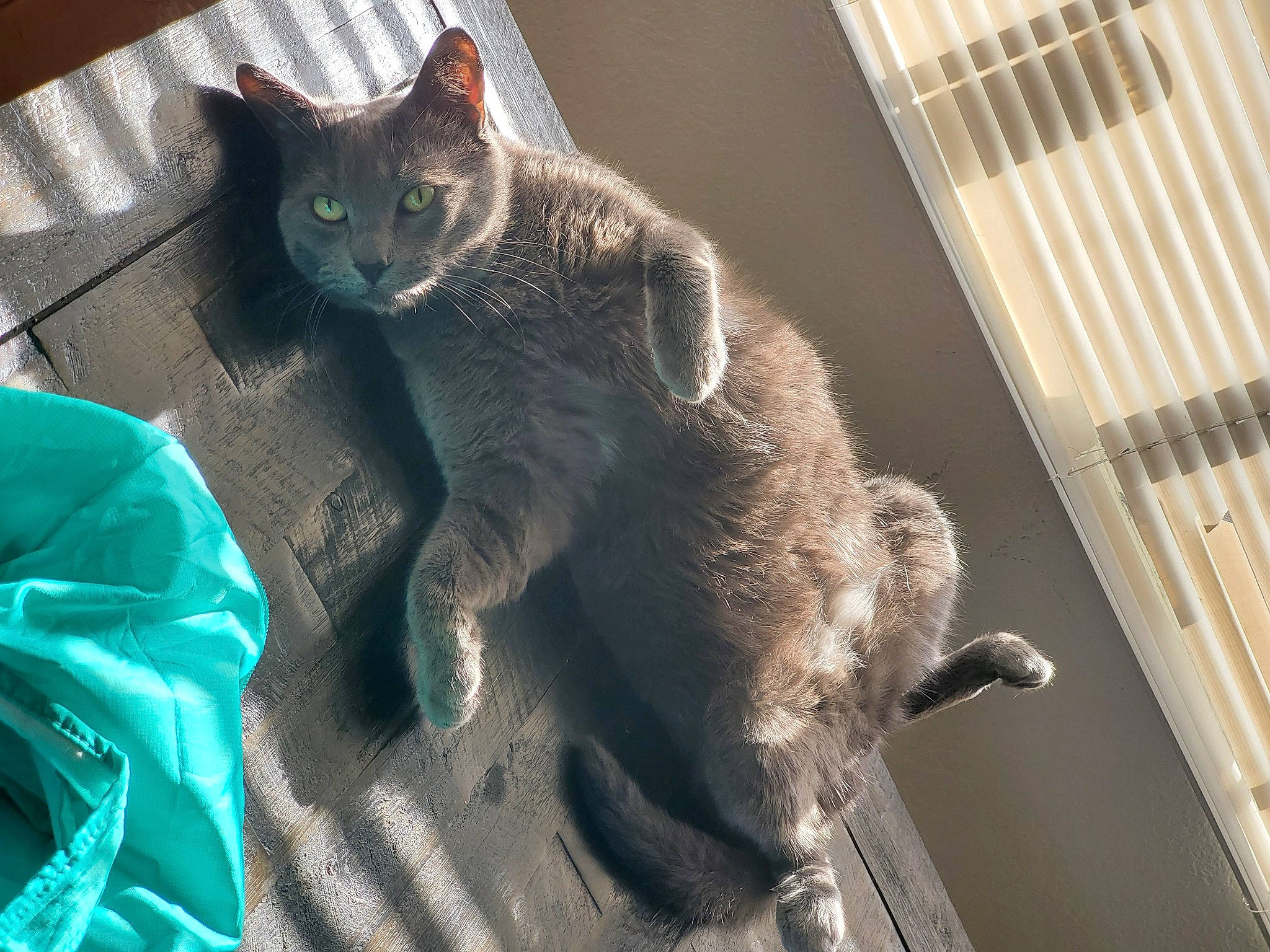 Monster is registered to the contest to win money with this photo: carnivore, cat, cat_supply, claw, comfort, domestic_short_haired_cat, electric_blue, felidae, fur, grey, paw, russian_blue, sitting, small_to_medium_sized_cats, snout, tail, terrestrial_animal, whiskers, window