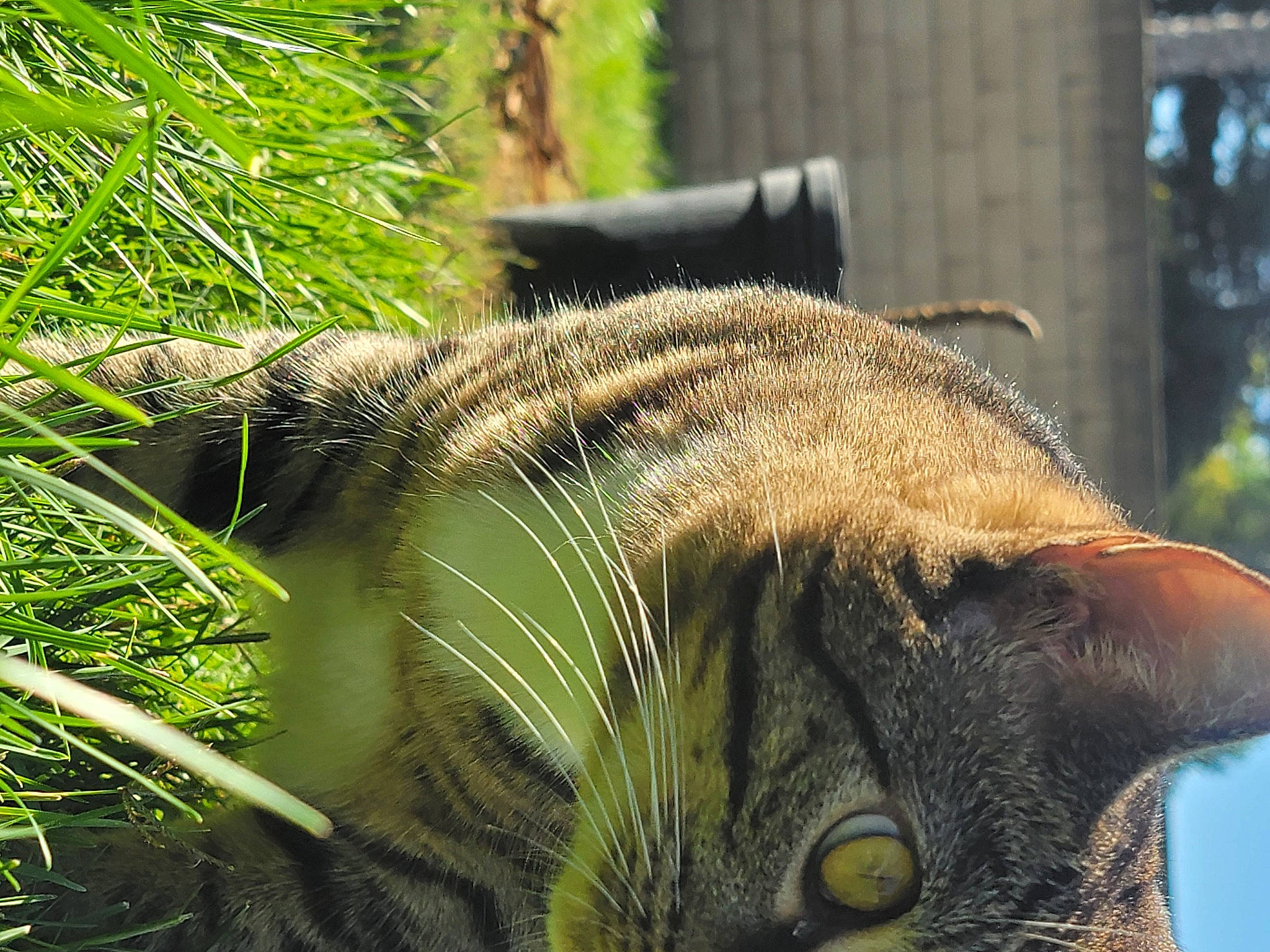 Bruni joined the competition — help win amazing prizes! carnivore, cat, claw, domestic_short_haired_cat, eye, fawn, felidae, fur, grass, organism, plant, small_to_medium_sized_cats, snout, tail, terrestrial_animal, terrestrial_plant, tree, trunk, whiskers, wildlife