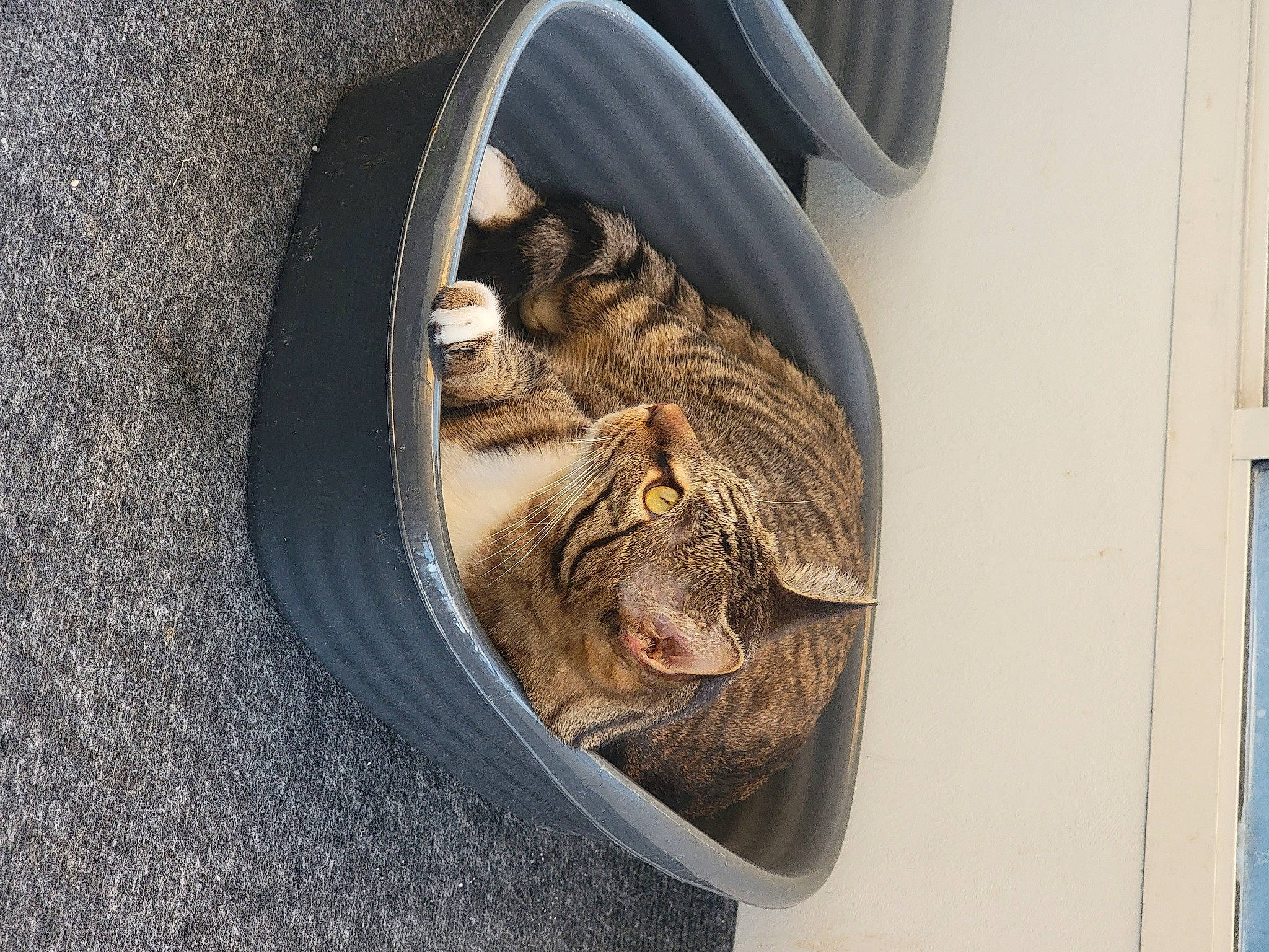 Bruni joined the competition — help win amazing prizes! asphalt, auto_part, automotive_exterior, automotive_lighting, automotive_tire, automotive_wheel_system, carnivore, cat, felidae, fender, motor_vehicle, rim, small_to_medium_sized_cats, synthetic_rubber, tire, tread, vehicle, wheel, whiskers, wood