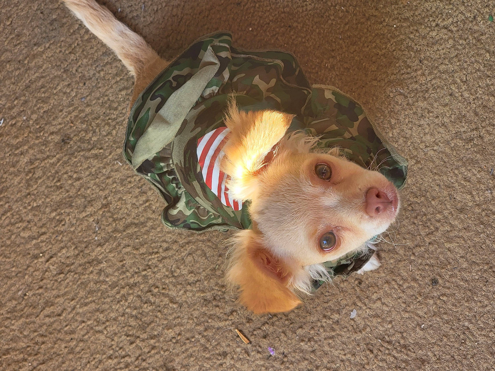 Ariel is registered to the contest to win money with this photo: blowfish, bony_fish, canidae, chipmunk, claw, fawn, felidae, fish, fur, guinea_pig, jaw, muroidea, pest, rodent, snout, tail, terrestrial_animal, whiskers, wildlife