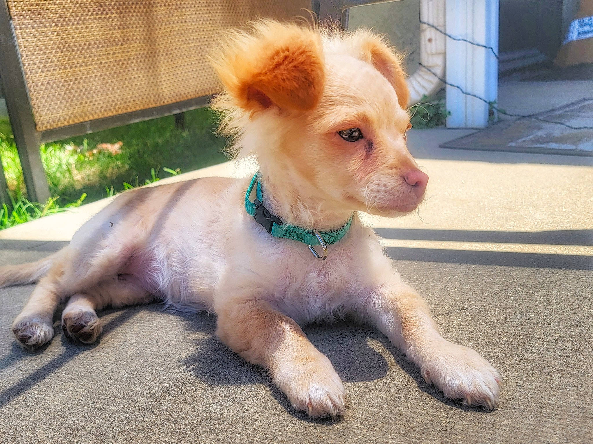 Ariel is registered to the contest to win money with this photo: canidae, carnivore, collar, companion_dog, dog, dog_breed, dog_supply, fawn, fur, grass, outdoor_furniture, paw, plant, puppy, snout, sporting_group, tail, toy_dog, whiskers, working_animal