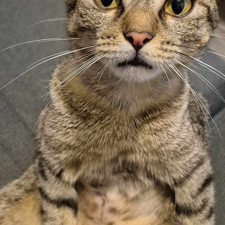 Vaina participe au concours pour gagner de l'argent avec cette photo : animal, cat, close_up, cozy, curious, cute, domestic_cat, feline, fur, indoor, pet, play_toy, portrait, relaxed, sitting, soft_focus, striped_fur, tabby_cat, whiskers, yellow_eyes