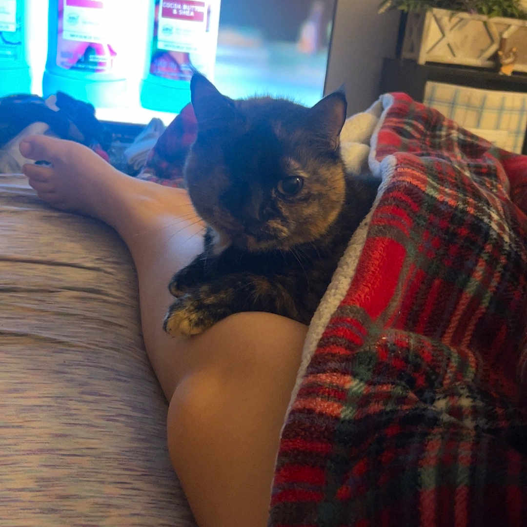 Pookee is registered to the contest to win money with this photo: animal, architecture, bottle, building, can, cat, computerhardware, couch, electronics, furniture, hardware, indoors, livingroom, monitor, pet, plant, pottedplant, room, screen, tv