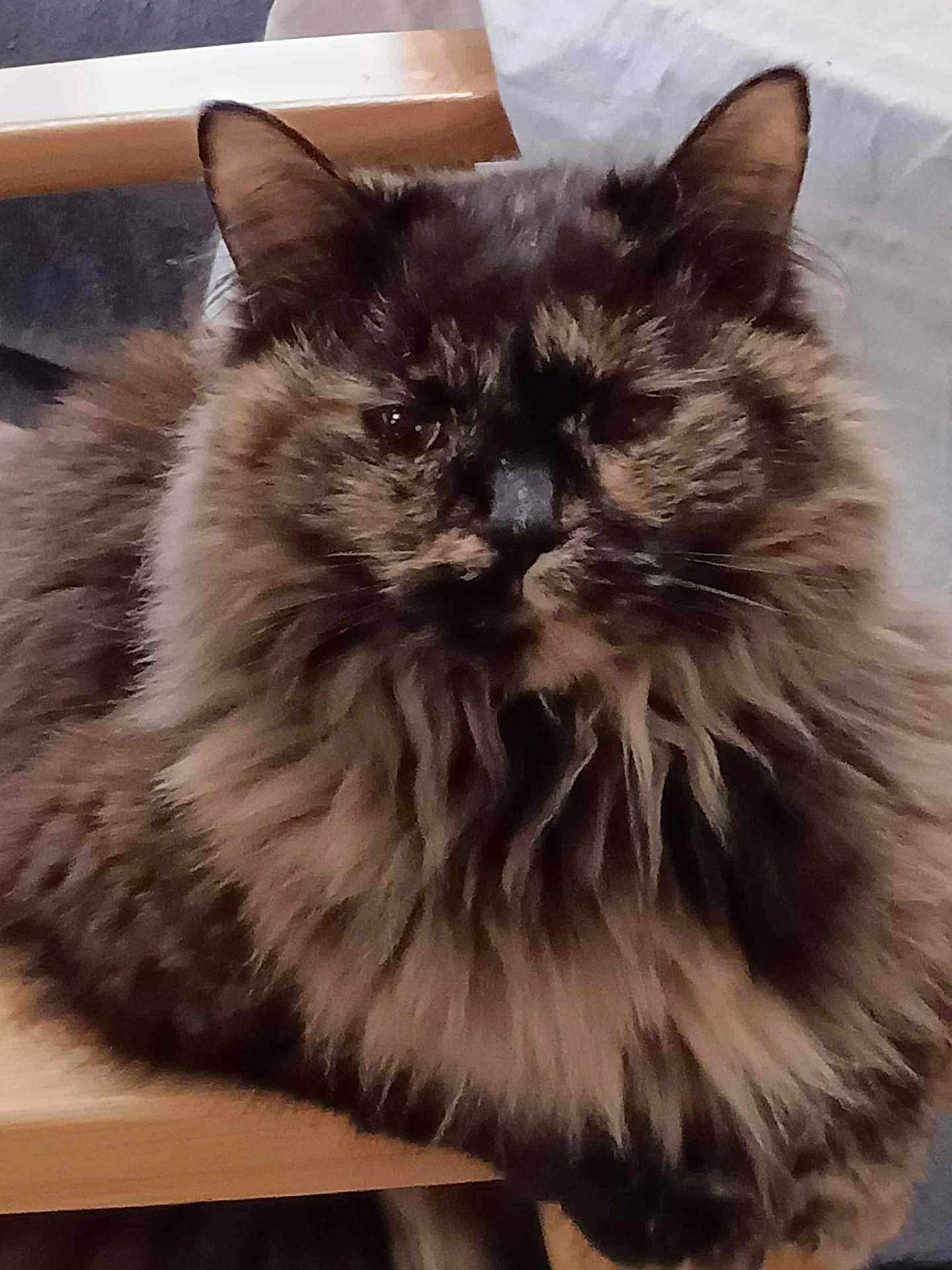 Squeaks joined the competition — help win amazing prizes! cat, tortoiseshell, fluffy, fur, pet, animal, indoor, resting, wood, closeup, face, whiskers, ears, cute, feline, mammal, domestic, relaxed, portrait, sleepy