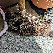 Squeaks joined the competition — help win amazing prizes! cat, fluffy, washi_tape, carpet, sunlight, cat_bed, scratching_post, indoor, relaxed, feline, pet, sleeping, accessories, decor, home, cozy, resting, animal, cute, playful