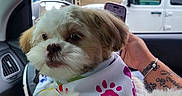 Gizmo joined the competition — help win amazing prizes! dog, puerto_rico_flag, car_interior, bandana, fluffy_dog, pet, window, vehicle, white_car, person_arm, tattoo, bracelet, side_mirror, seat, resting, cute, companion, travel, relaxing, closeup