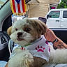 dog, puerto_rico_flag, car_interior, bandana, fluffy_dog, pet, window, vehicle, white_car, person_arm, tattoo, bracelet, side_mirror, seat, resting, cute, companion, travel, relaxing, closeup
