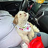 Gizmo joined the competition — help win amazing prizes! dog, person, car_interior, steering_wheel, bandana, laundry_detergent, window, vehicle, seat, dashboard, curious, pet, lap, white_dog, tan_dog, small_dog, black_dog, expression, holding, outdoor