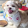 Gizmo joined the competition — help win amazing prizes! dog, puppy, bandana, white_fur, happy, tongue_out, indoor, kitchen, countertop, household_items, container, plastic_bottle, cutting_board, pet, small_dog, fur, cute, smiling, domestic_animal, playful