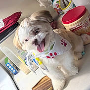 Gizmo joined the competition — help win amazing prizes! puppy, dog, bandana, kitchen, countertop, coffee_mate, oven_mitt, container, tongue_out, white_fur, tan_fur, happy, pet, domestic, cute, small_dog, indoor, playful, close_up, household_items