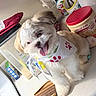 puppy, dog, bandana, kitchen, countertop, coffee_mate, oven_mitt, container, tongue_out, white_fur, tan_fur, happy, pet, domestic, cute, small_dog, indoor, playful, close_up, household_items