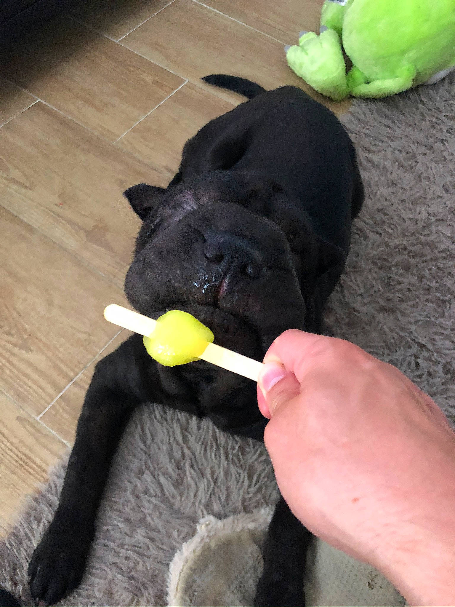 Ryuk a rejoint le concours — aidez-le/la à gagner de superbes lots ! cane_corso, canidae, carnivore, dog, dog_breed, dog_collar, dog_toy, guard_dog, labrador_retriever, non_sporting_group, puppy, sporting_group, tail