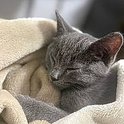 Chalupa joined the competition — help win amazing prizes! cat, sleeping, gray_cat, pet, animal, feline, cozy, blanket, soft_texture, indoor, resting, cute, fur, close_up, domestic_animal, peaceful, warm, relaxed, snuggled, nap