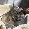 cat, sleeping, gray_cat, pet, animal, feline, cozy, blanket, soft_texture, indoor, resting, cute, fur, close_up, domestic_animal, peaceful, warm, relaxed, snuggled, nap