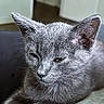 Chalupa joined the competition — help win amazing prizes! cat, gray_cat, feline, pet, indoor, close_up, fur, relaxed, resting, animal, whiskers, ears, face, sleepy, soft, cute, portrait, domestic_animal, cozy, companion