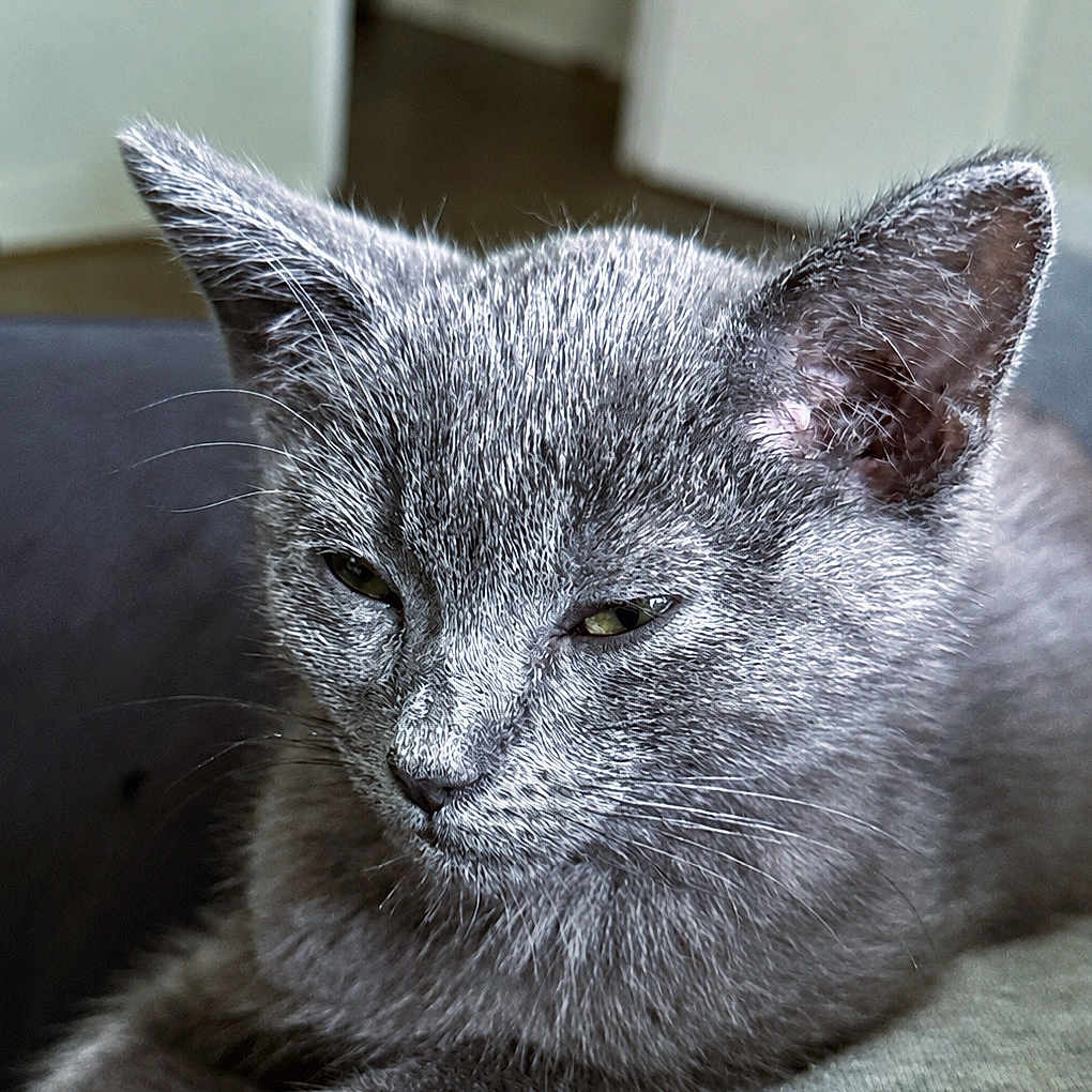 Chalupa