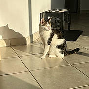 Pitchoune a rejoint le concours — aidez-le/la à gagner de superbes lots ! cat, indoor, sunlight, shadow, tiled_floor, pet_feeder, white_wall, seated, calm, domestic, animal, feline, quiet, home, floor_tiles, sunbeam, shadow_play, pet, resting, natural_light