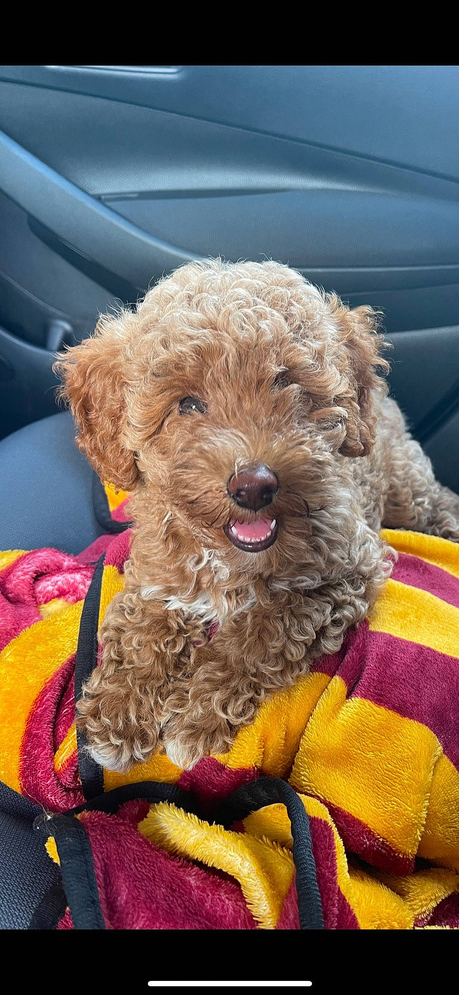 Nova is registered to the contest to win money with this photo: canidae, carnivore, collar, companion_dog, dog, dog_breed, dog_clothes, dog_collar, dog_supply, fashion_accessory, fur, glasses, pet_supply, poodle, snout, sporting_group, terrier, toy_dog, water_dog, yellow