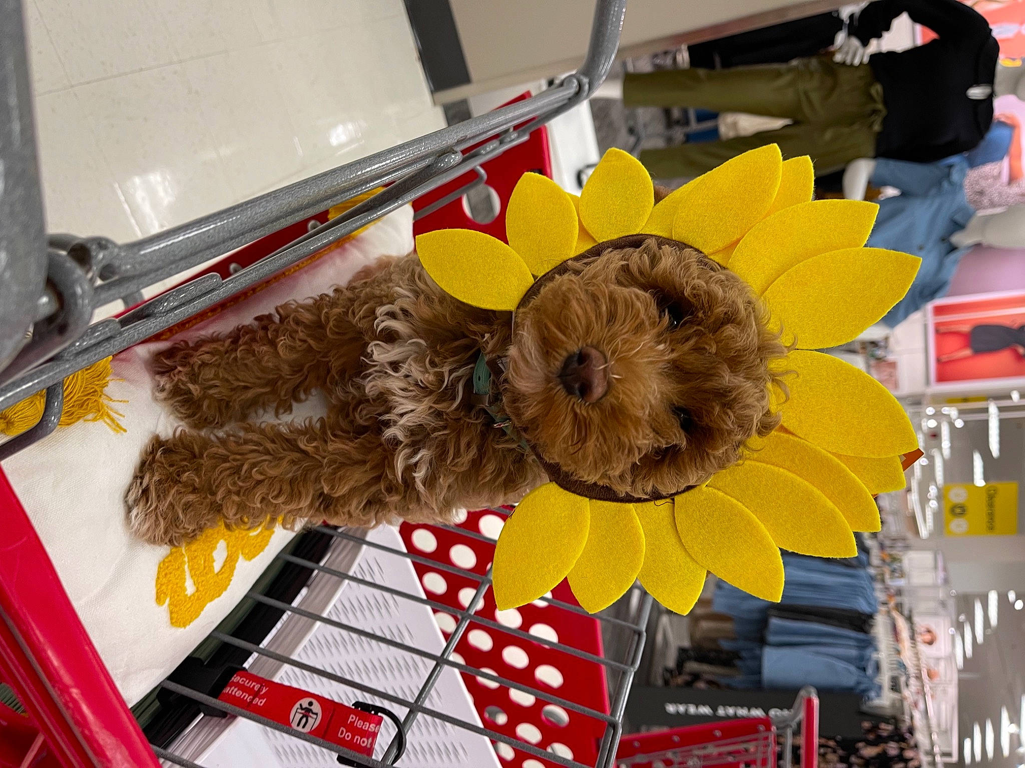 Nova joined the competition — help win amazing prizes! annual_plant, auto_part, automotive_tire, automotive_wheel_system, cut_flowers, event, fashion_accessory, flower, fur, hat, metal, petal, plant, stuffed_toy, sunflower, tire, toy, wheel, yellow