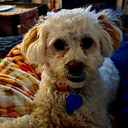 Pippa Jean joined the competition — help win amazing prizes! dog, pet, curly_fur, white_dog, collar, blue_tag, blanket, indoor, cozy, fur, cute, animal, companion, resting, home, furniture, table, curtains, living_room, soft_lighting