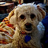dog, pet, curly_fur, white_dog, collar, blue_tag, blanket, indoor, cozy, fur, cute, animal, companion, resting, home, furniture, table, curtains, living_room, soft_lighting