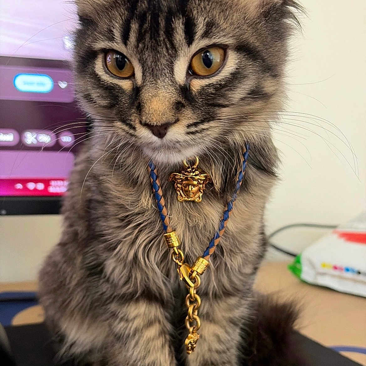 Baja is registered to the contest to win money with this photo: animal, blue, cat, closeup, computer, cute, desk, ears, eyes, fur, gold, indoor, jewelry, kitten, necklace, pet, portrait, sitting, tabby, whiskers