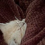 cat, sleeping, cozy, blanket, plush, fur, whiskers, closeup, resting, relaxed, soft_texture, warm, indoor, pet, animal, cute, peaceful, cream_color, snuggled, comfort