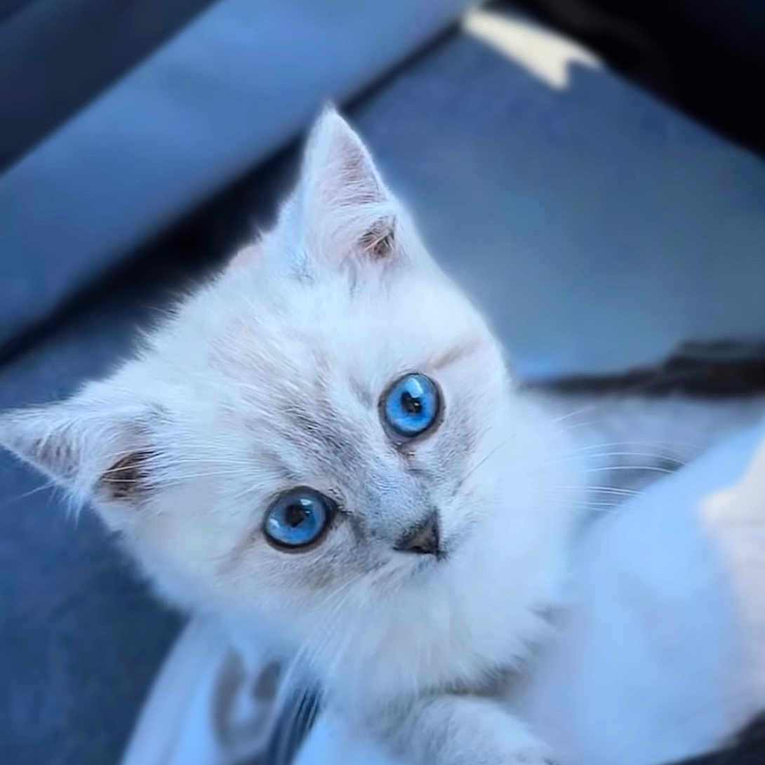 Aslo a rejoint le concours — aidez-le/la à gagner de superbes lots ! adorable, animal, blue_eyes, cat, close_up, companion, curious, cute, domestic_cat, fluffy, furry, indoor, kitten, looking_up, paw, pet, small, soft_focus, white_fur, young