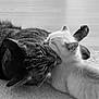 cat, cats, playing, interaction, carpet, floor, wooden_floor, paw, whiskers, fur, pet, animal, indoor, black_and_white, monochrome, cute, friendship, grooming, closeup, domestic