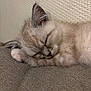 kitten, sleeping, cat, fur, paw, closeup, resting, cute, pet, domestic_animal, whiskers, soft, feline, animal, young, cozy, peaceful, indoor, texture, relaxation