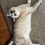 kitten, cat, blue_eyes, lying_down, carpet, floor, indoor, pet, fur, cute, animal, whiskers, playful, relaxed, young, small, domestic, stretching, looking_up, feline