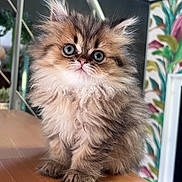 Stella a rejoint le concours — aidez-le/la à gagner de superbes lots ! kitten, cat, fluffy, wide_eyes, sitting, wooden_surface, indoor, pet, animal, furry, cute, young, domestic_cat, portrait, face, whiskers, ears, fur, table, background