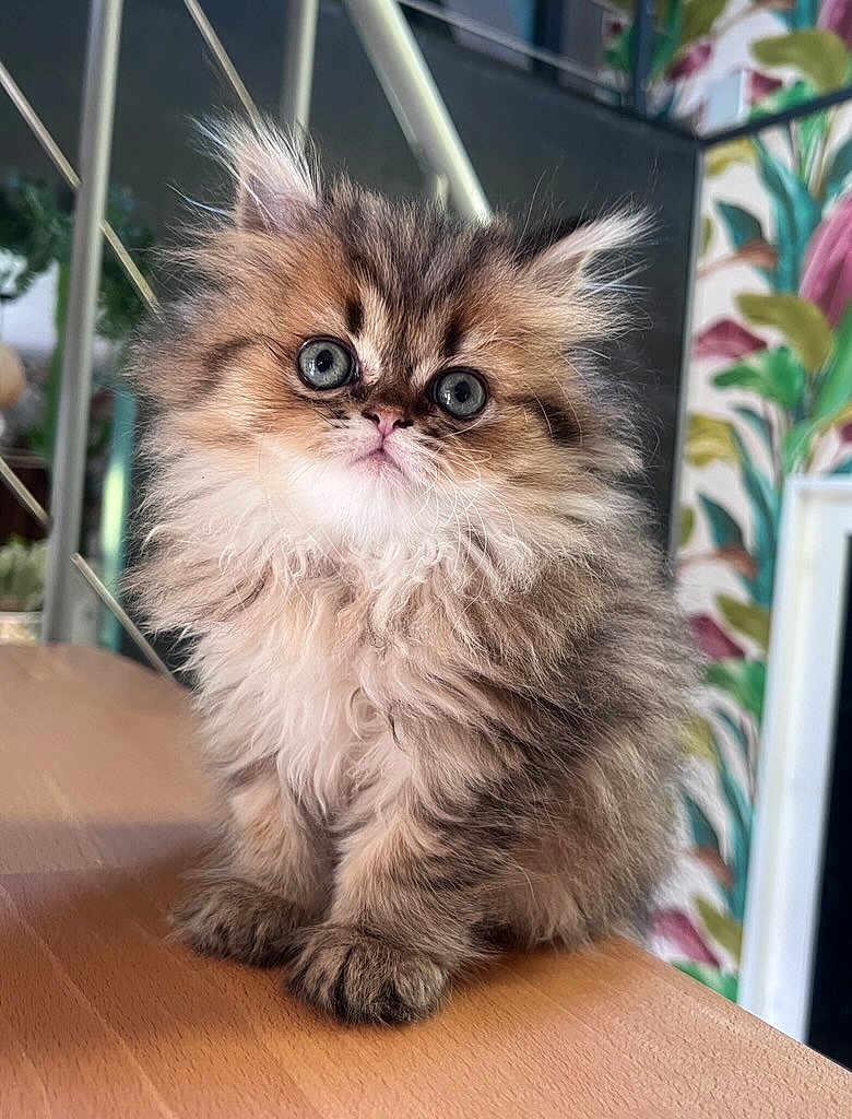 Stella a rejoint le concours — aidez-le/la à gagner de superbes lots ! kitten, cat, fluffy, wide_eyes, sitting, wooden_surface, indoor, pet, animal, furry, cute, young, domestic_cat, portrait, face, whiskers, ears, fur, table, background