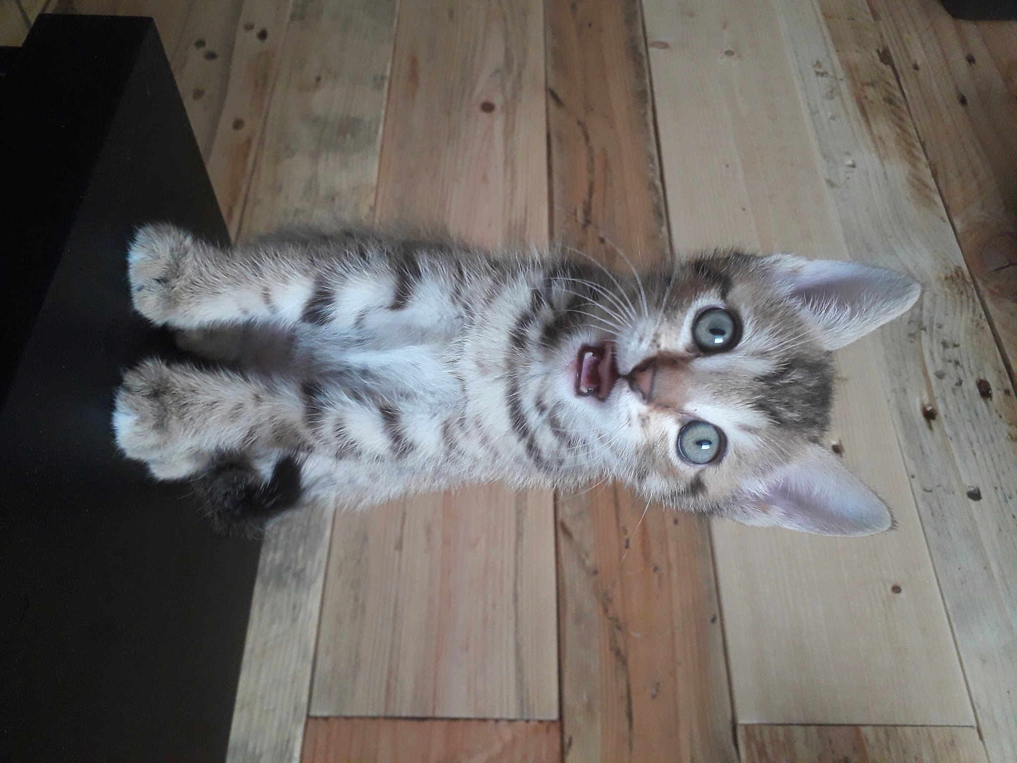 Doudou
