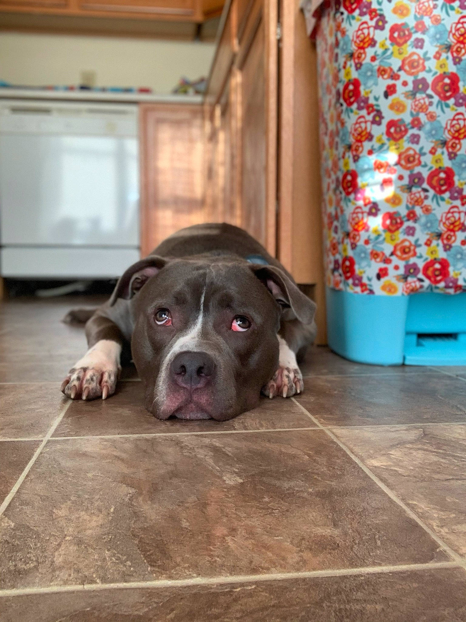 Boss joined the competition — help win amazing prizes! american_bulldog, american_pit_bull_terrier, american_staffordshire_terrier, bully_kutta, canidae, carnivore, companion_dog, dog, dog_breed, fawn, floor, mammal, molosser, non_sporting_group, nose, pit_bull, snout, sporting_group, staffordshire_bull_terrier, tile